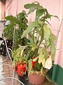 DSCF0036( 開花後 )